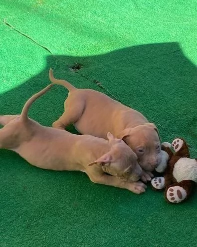 Regala cuccioli di Pitbull