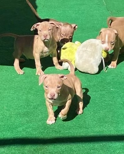 Regala cuccioli di Pitbull | Foto 1