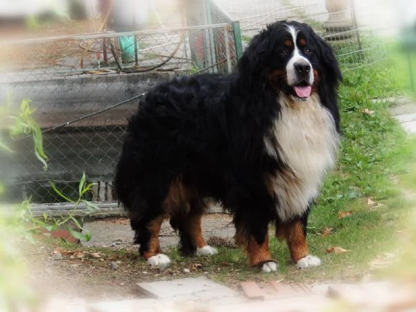 BOVARO DEL BERNESE  | Foto 0