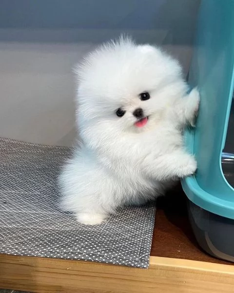 simpaticissimi cuccioli di pomerania disponibili per adozione | Foto 0