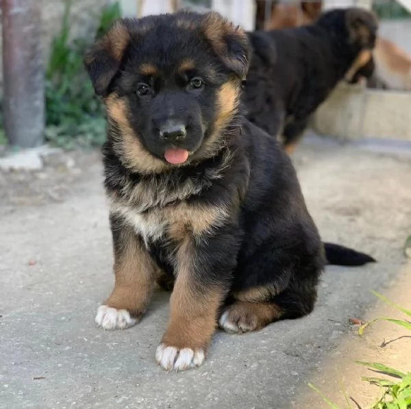 Regalo CUCCIOLI PASTORE TEDESCO CUCCIOLI DI PASTORE TEDESCO SONO 3 FEMMINE E 2 MASCHIO. LE FOTO SONO