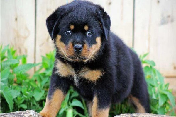 Regalo ROTTWEILER CUCCIOLI (MASCHIO E FEMMINA) bellissimo cuccioli di rottweiler (maschio e femmina)