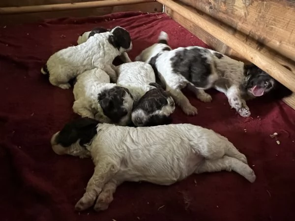 Lagotto romagnolo | Foto 6