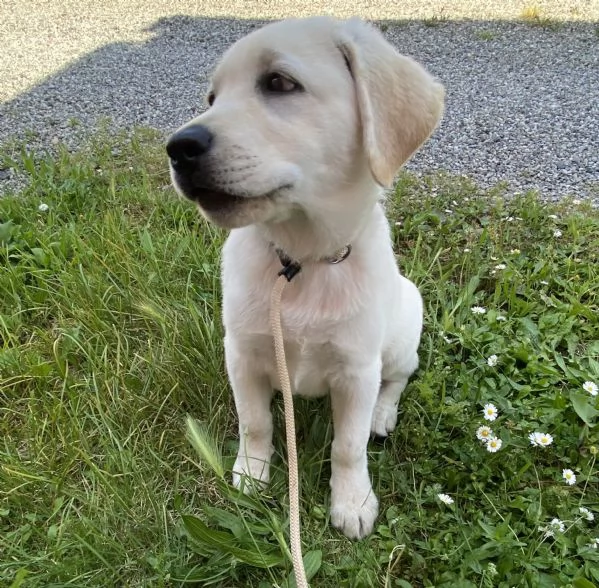 Cucciolo di Labrador con pedigree | Foto 4