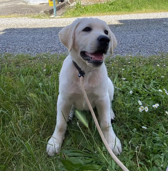 Cucciolo di Labrador con pedigree | Foto 3