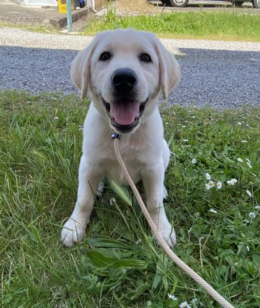Cucciolo di Labrador con pedigree | Foto 2