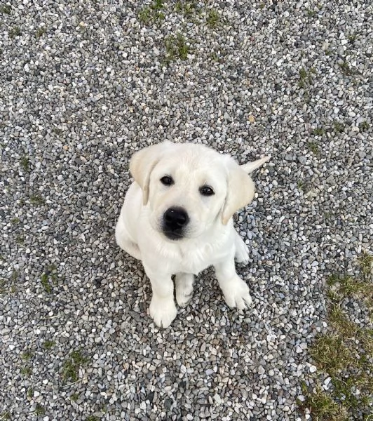 Cucciolo di Labrador con pedigree | Foto 1