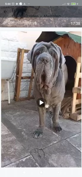 Regalo mastino napoletano 