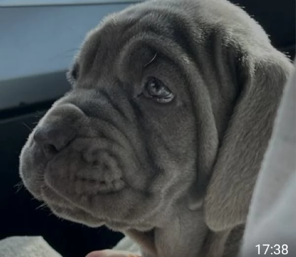 Regalo mastino napoletano  | Foto 0