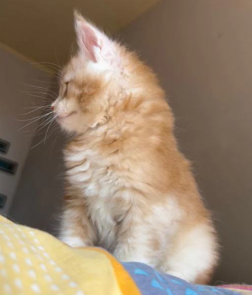 CEDESI CUCCIOLI DI MAINE COON PURISSIMO | Foto 1