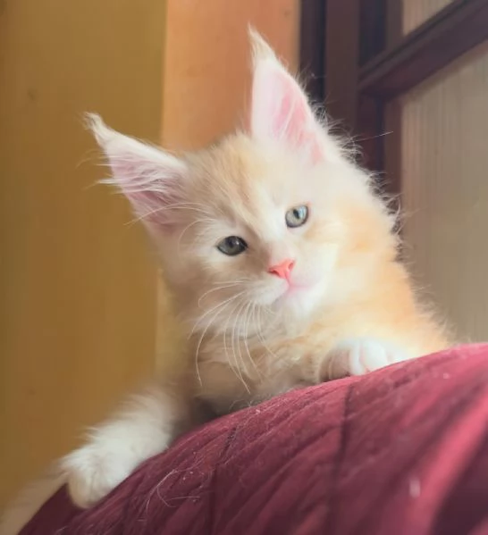 CEDESI CUCCIOLI DI MAINE COON PURISSIMO