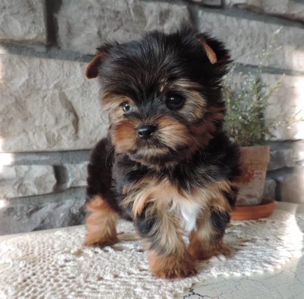 Adorabili cuccioli di Yorkshire terrier per la nuova casa