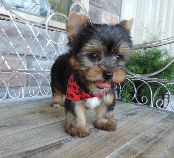 Adorabili cuccioli di Yorkshire terrier per la nuova casa | Foto 0