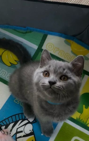 British Shorthair Aspetta Casa