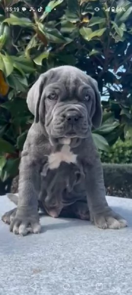 Disponibili cuccioli di mastino napoletano  | Foto 1