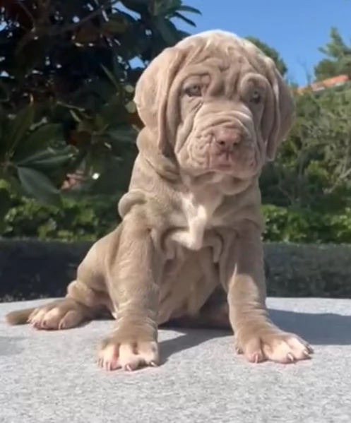 Disponibili cuccioli di mastino napoletano  | Foto 0