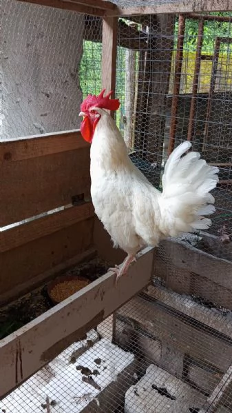 Regalo Gallo