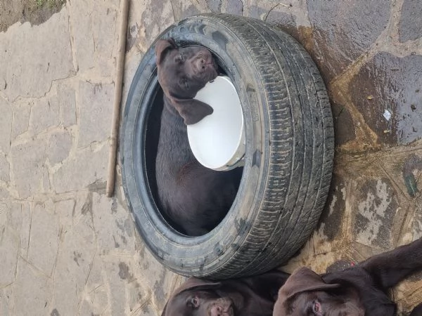 Labrador Retriever chocolate