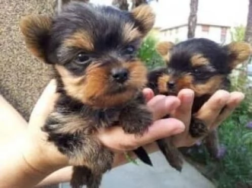 Cuccioli di Yorkie maschi e femmine 