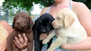 Cuccioli di labrador 