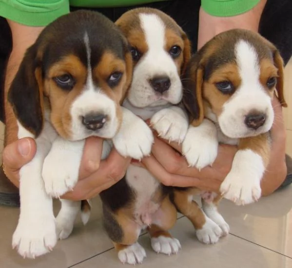 Cuccioli di Beagle tre colori in vendita  