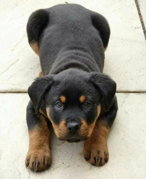 REGALO Cuccioli di rottweiler 1 femmine e un maschietto.