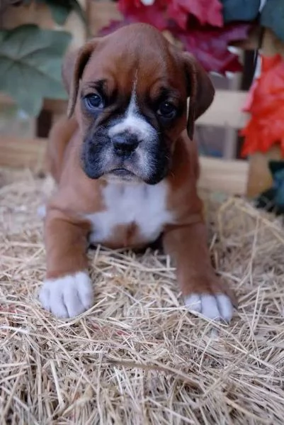  REGALO Estremamente carino cuccioli di boxer per l'adozione