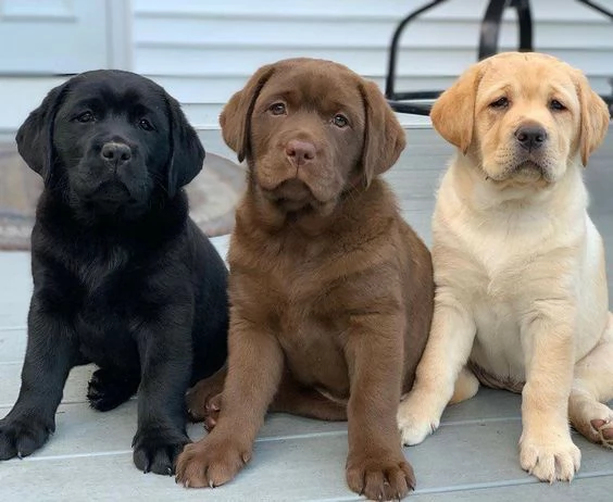 REGALO BELLO LABRADOR CUCCIOLI MASCHI E FEMMINE