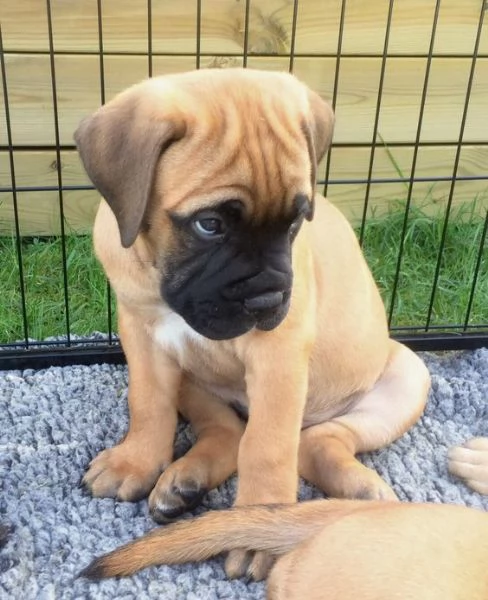  REGALO BullMastiff cuccioli