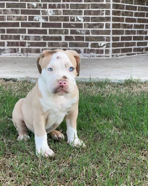 cuccioli di american Pitbull terrier 