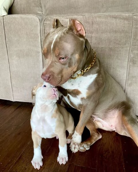 Disponibili cuccioli di american Pitbull terrier