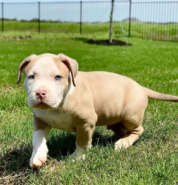 Disponibili cuccioli di american Pitbull terrier