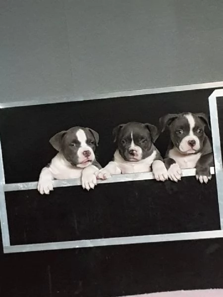 Disponibili cuccioli di american Pitbull terrier | Foto 0