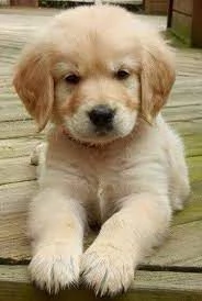 Disponibili splendidi cuccioli di Golden Retriever