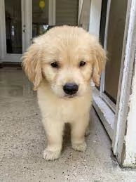 Disponibili splendidi cuccioli di Golden Retriever  | Foto 0