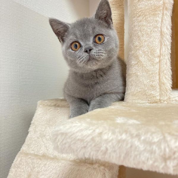 Cuccioli di british shorthair!  | Foto 0