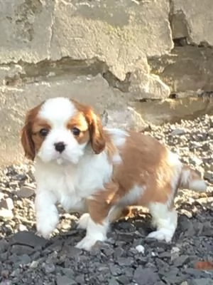 Regalo di cuccioli di  cavalier king charles spaniel | Foto 4