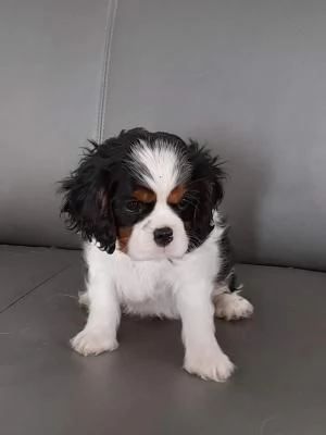 Regalo di cuccioli di  cavalier king charles spaniel | Foto 3