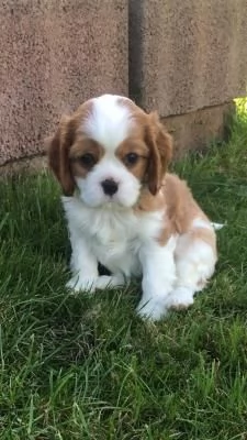 Regalo di cuccioli di  cavalier king charles spaniel | Foto 2