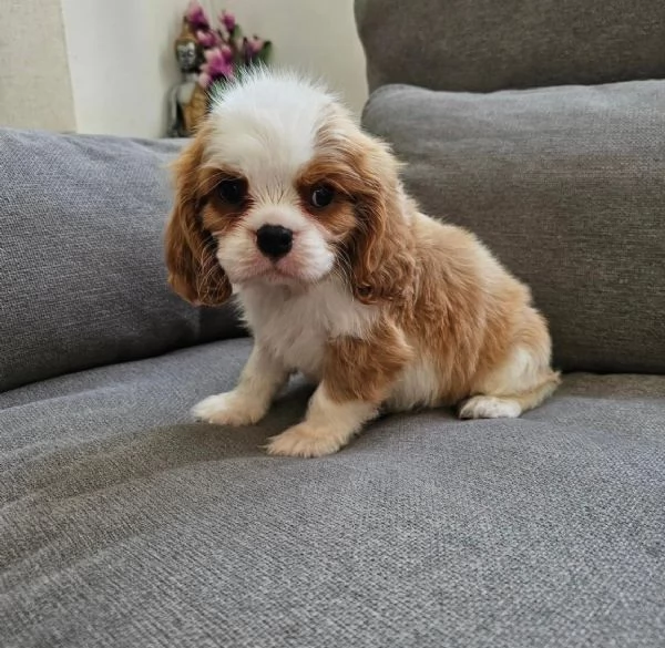 Regalo di cuccioli di  cavalier king charles spaniel | Foto 1