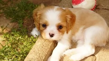 Regalo di cuccioli di  cavalier king charles spaniel | Foto 0