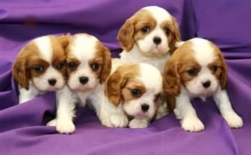 Regalo di cuccioli di  cavalier king charles spaniel