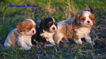 Cuccioli di King Charles Cavalier disponibili. | Foto 2