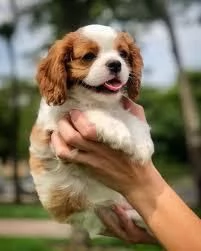 Cuccioli di King Charles Cavalier disponibili. | Foto 1