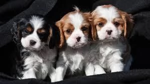 Cuccioli di King Charles Cavalier disponibili. | Foto 0