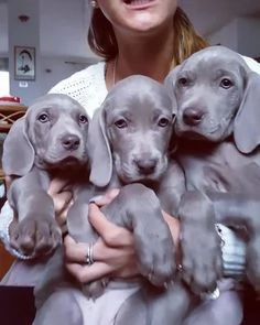 Regalo Cuccioli di Weimaraner