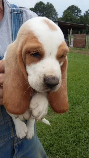 REGALO BELLO Basset Hound CUCCIOLI MASCHI E FEMMINE