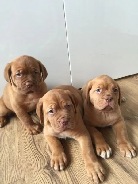 REGALO Bellissimi maschi e femmine dogue de bordeaux cuccioli