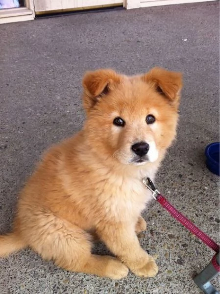  adorabili cuccioli di chow chow femminucce e maschietti disponibili per l'adozione gratuita i cucci