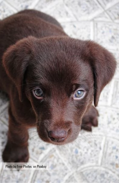  REGALO BELLO LABRADOR CUCCIOLI MASCHI E FEMMINE Bello Labrador , Maschio e femmina, sverminato, con